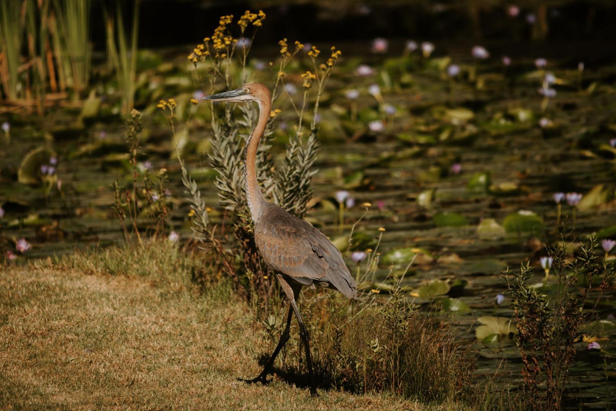Thunzi Bush Lodge Beachview Bagian luar foto